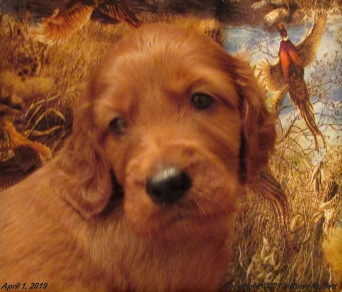 Diana's Puppies