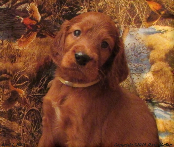 Diana's Puppies