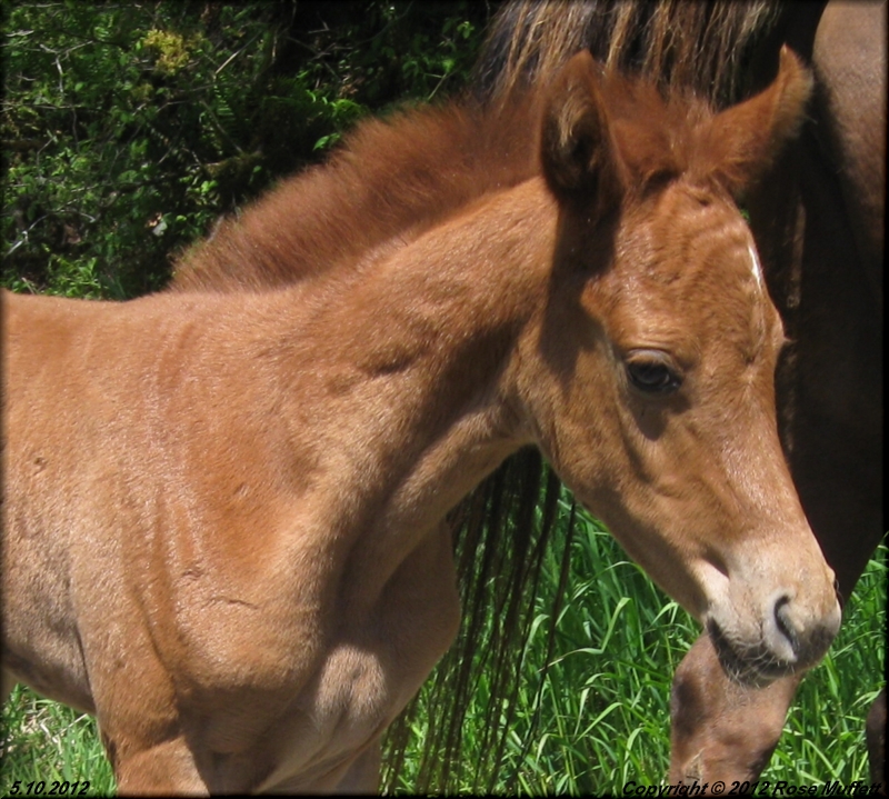 Lovie's Filly