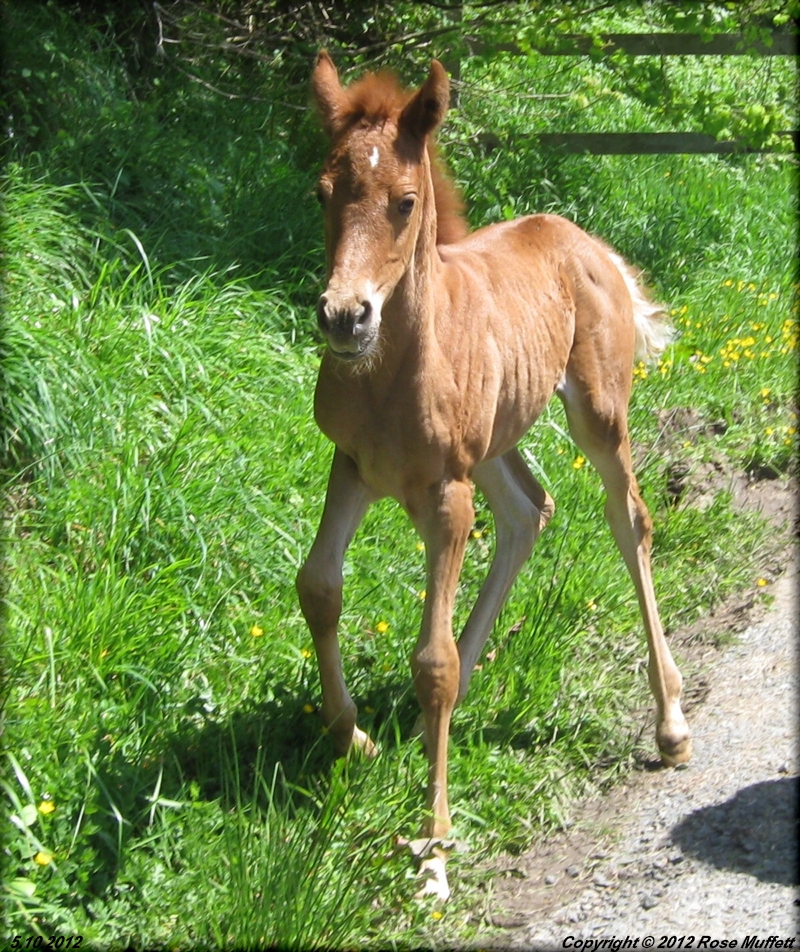 Lovie's Filly