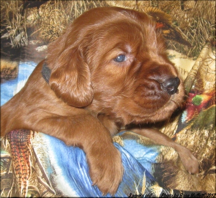 AKC Irish Setter Puppy