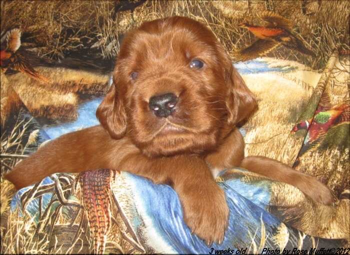 AKC Irish Setter Puppy