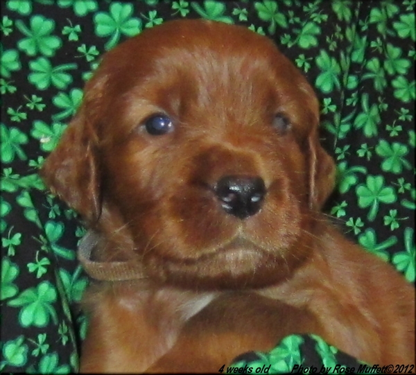 AKC Irish Setter Puppy