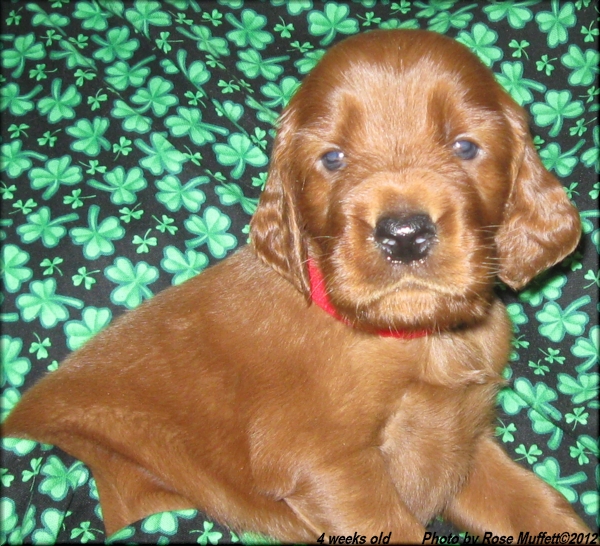 AKC Irish Setter Puppy