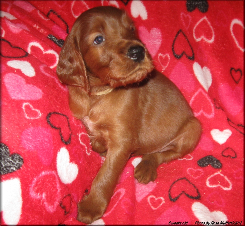 AKC Irish Setter Puppy