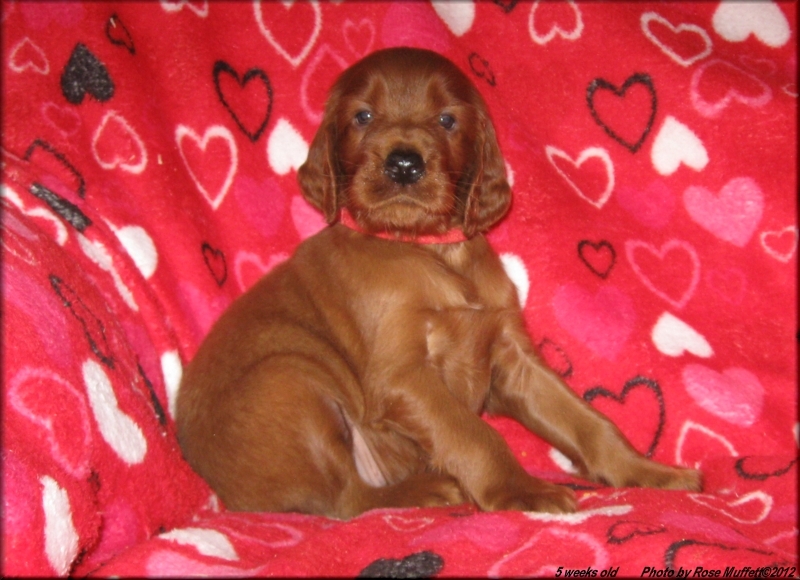 AKC Irish Setter Puppy