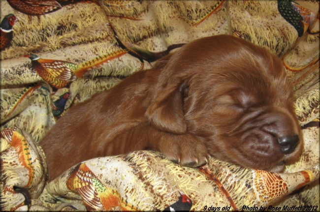AKC Irish Setter Puppy