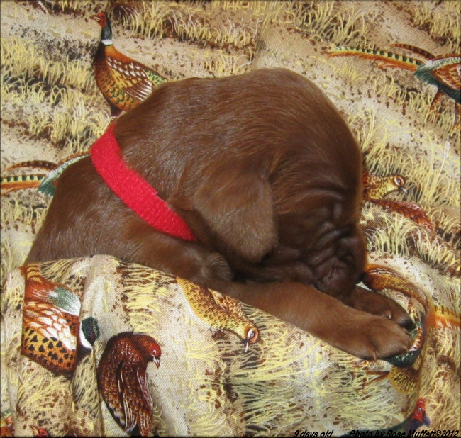 AKC Irish Setter Puppy