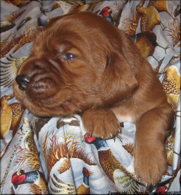 AKC Irish Setter Puppy