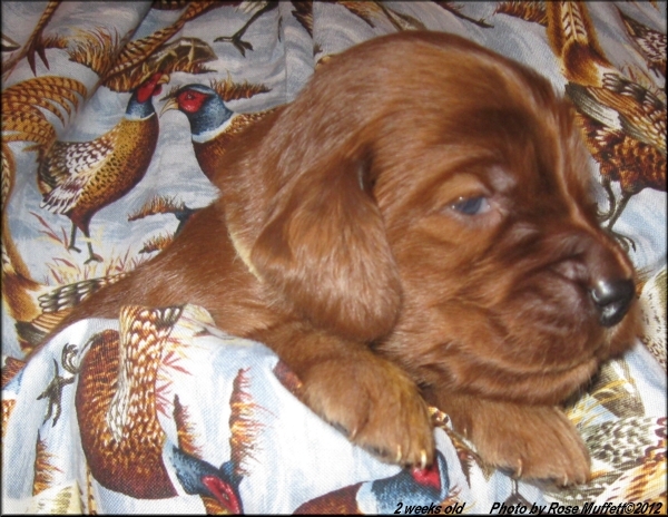 AKC Irish Setter Puppy