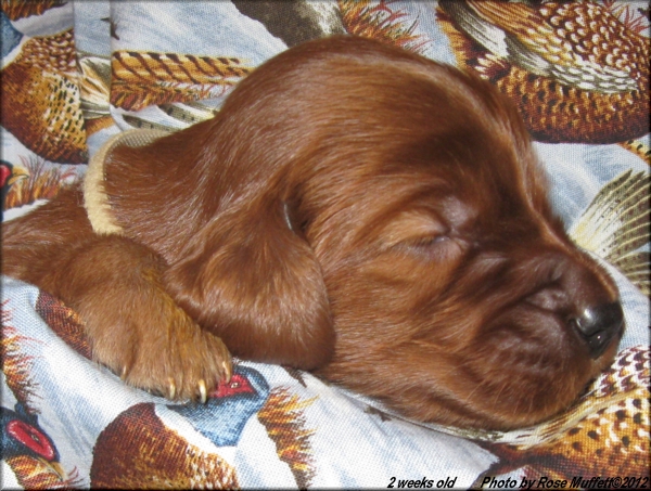 AKC Irish Setter Puppy