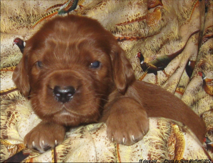 AKC Irish Setter Puppy