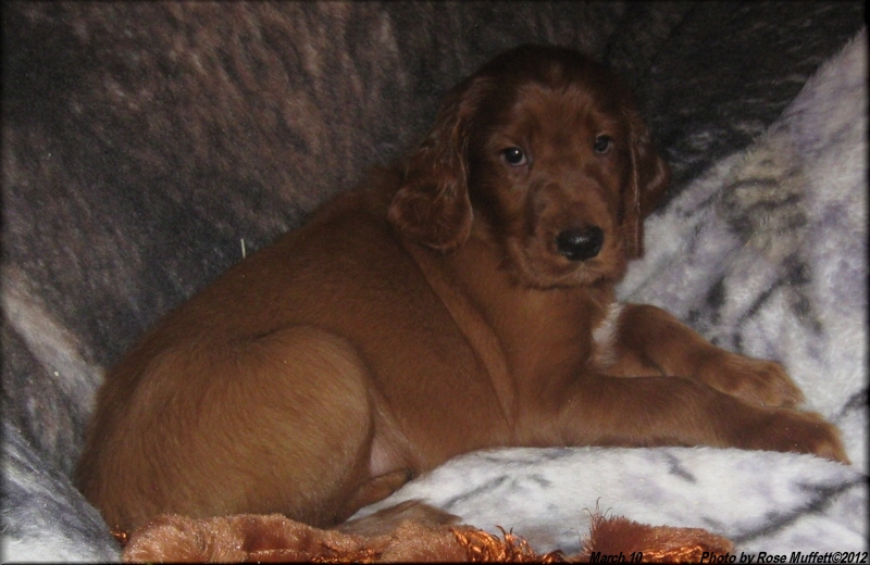 AKC Irish Setter Puppy