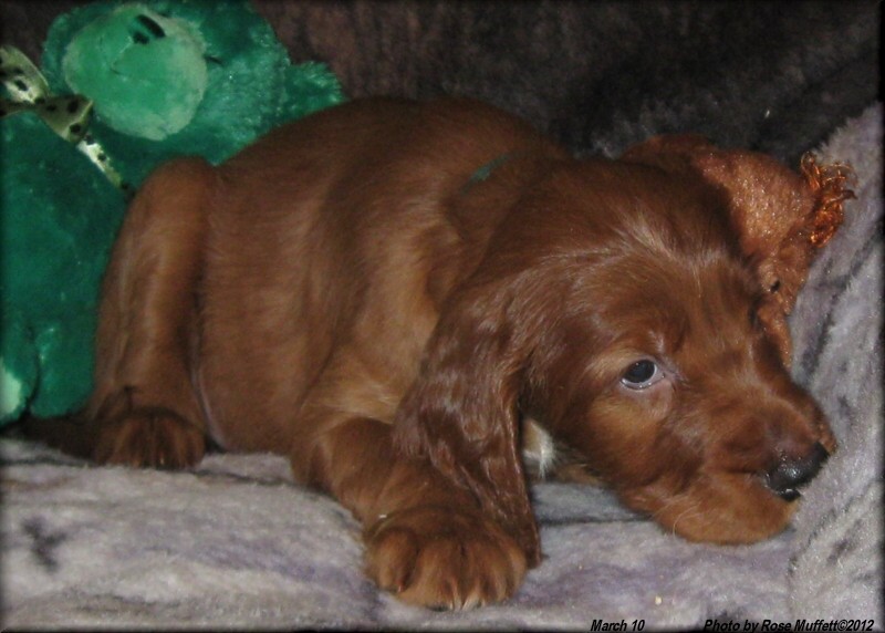 AKC Irish Setter Puppy