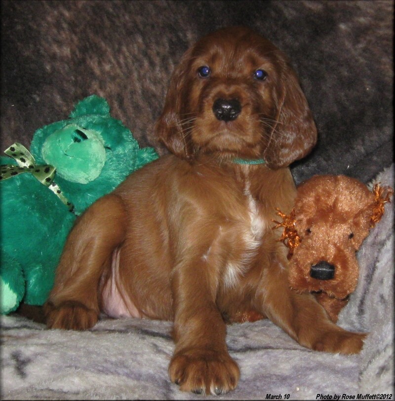 AKC Irish Setter Puppy