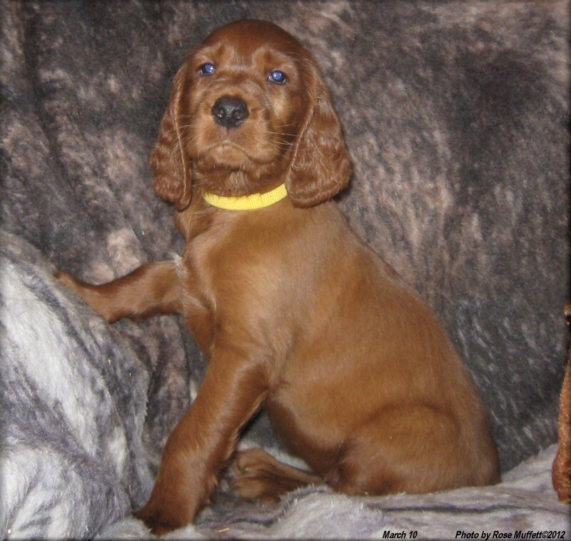 AKC Irish Setter Puppy