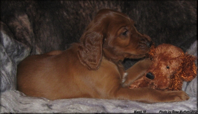 AKC Irish Setter Puppy