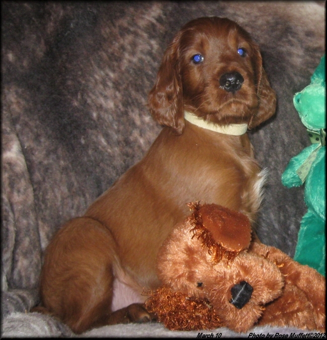 AKC Irish Setter Puppy