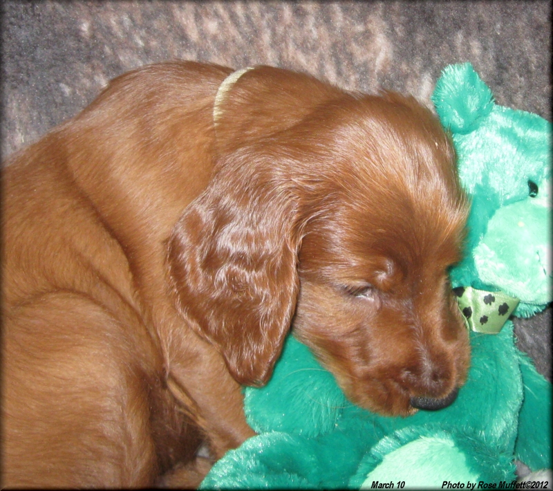 AKC Irish Setter Puppy
