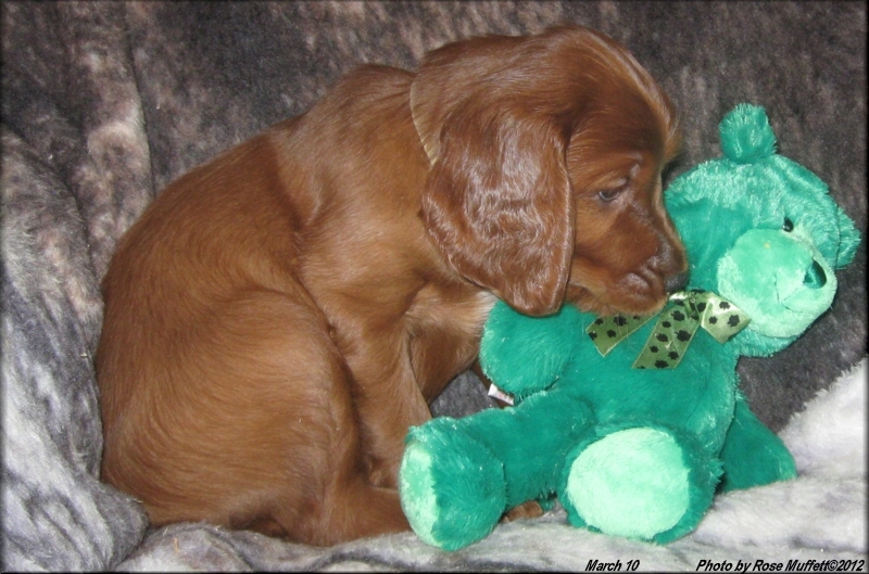AKC Irish Setter Puppy