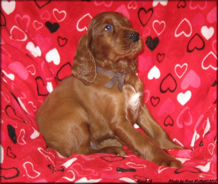 AKC Irish Setter Puppy