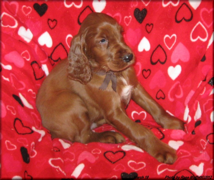 AKC Irish Setter Puppy