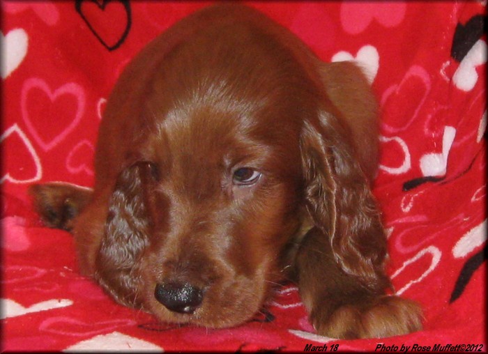 AKC Irish Setter Puppy