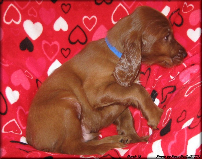 AKC Irish Setter Puppy