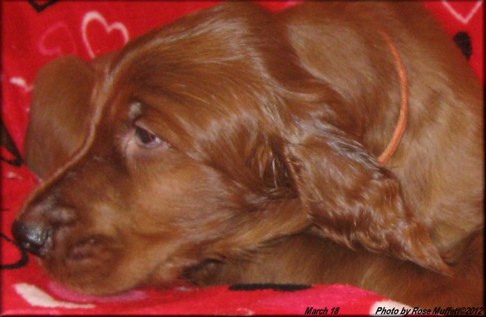 AKC Irish Setter Puppy