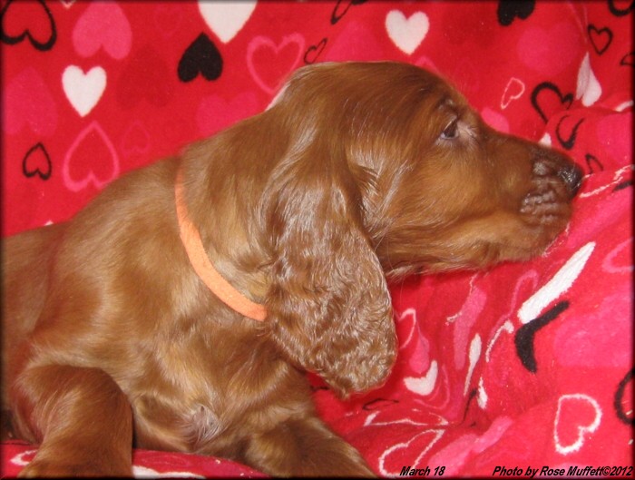 AKC Irish Setter Puppy