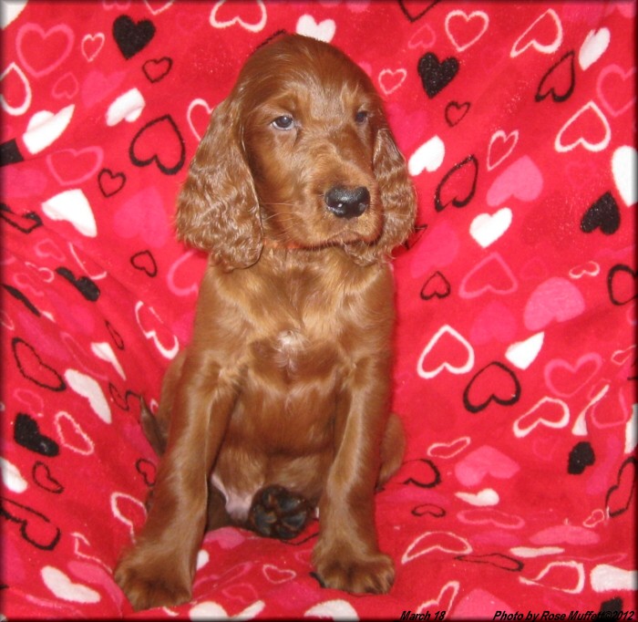 AKC Irish Setter Puppy