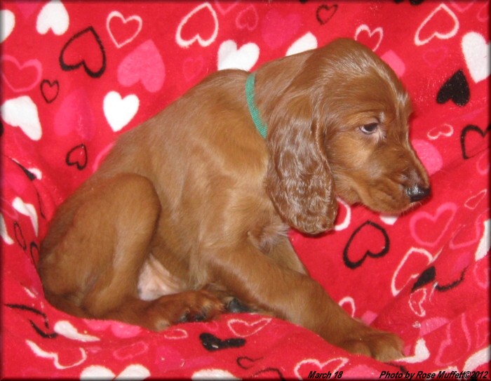 AKC Irish Setter Puppy