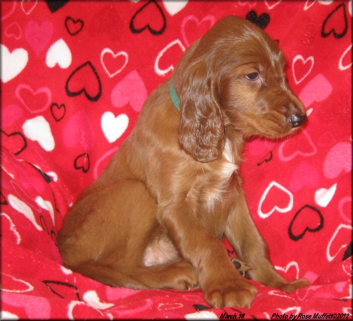 AKC Irish Setter Puppy