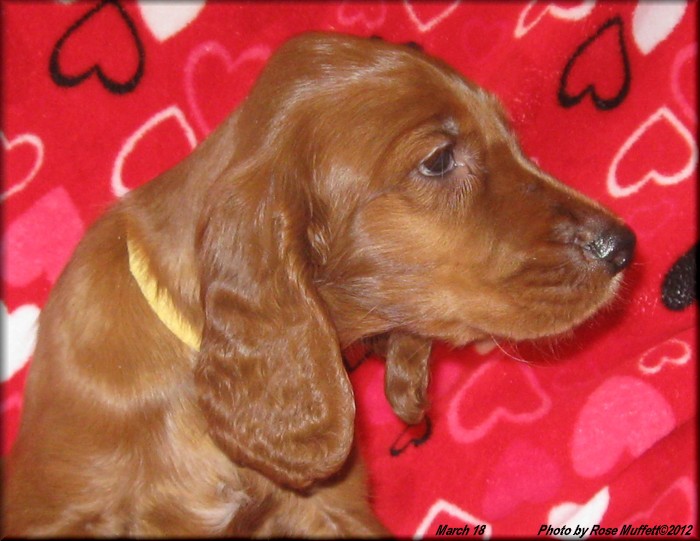 AKC Irish Setter Puppy