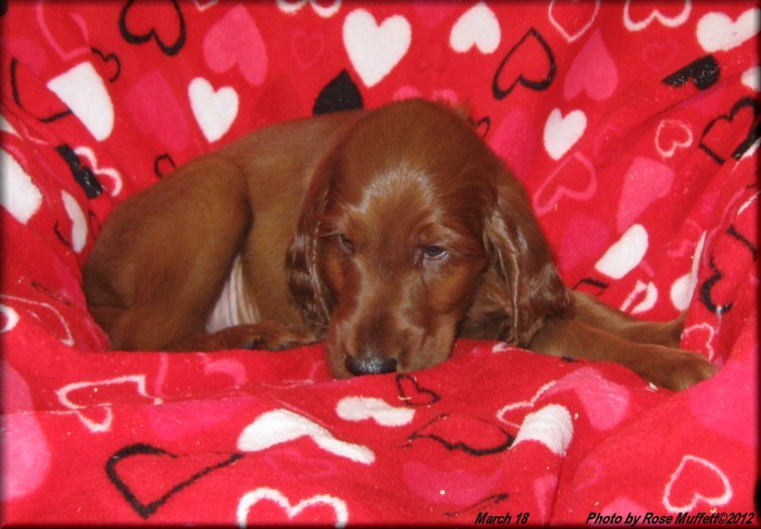 AKC Irish Setter Puppy