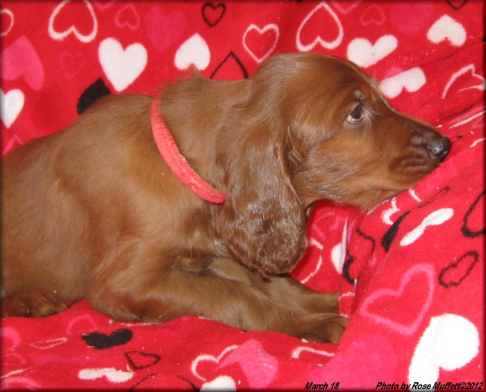 AKC Irish Setter Puppy