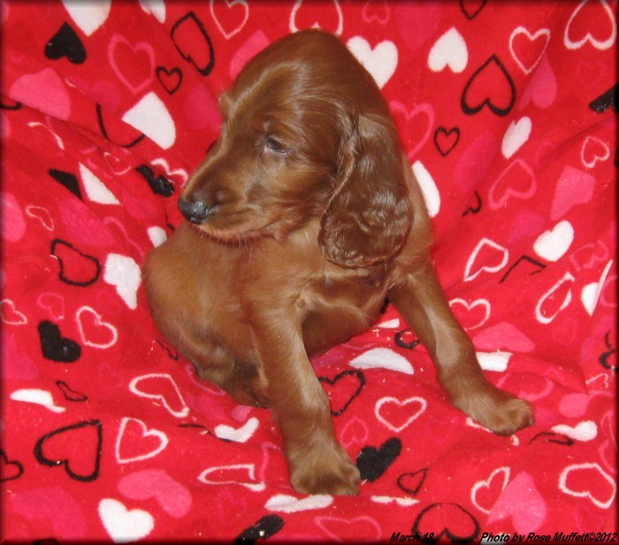 AKC Irish Setter Puppy