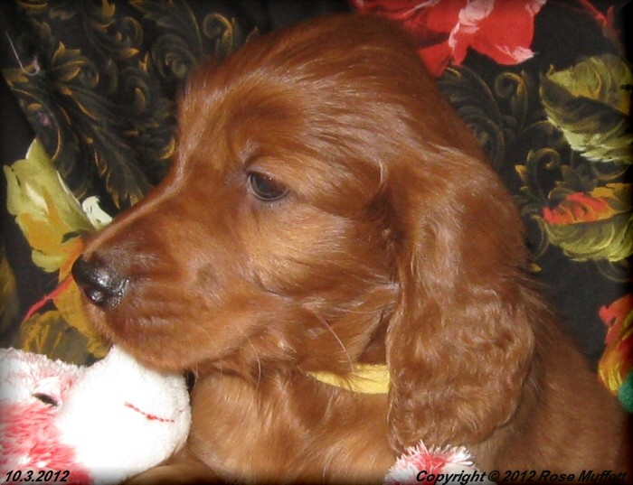 Ginger's Puppies