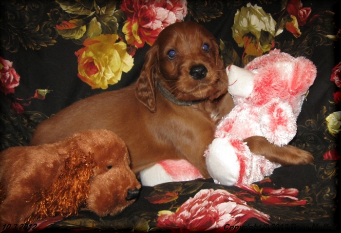 Ginger's Puppies
