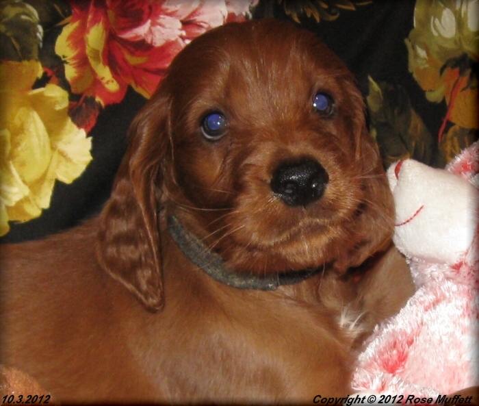 Ginger's Puppies