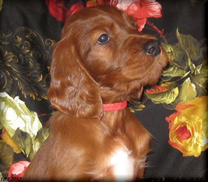 Ginger's Puppies