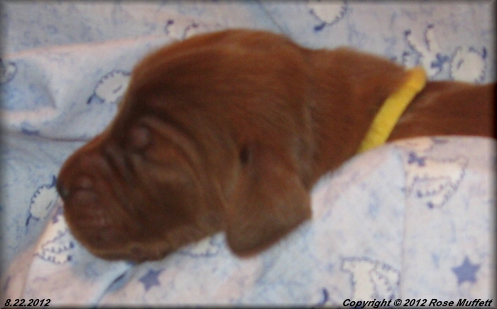 Ginger's Puppies