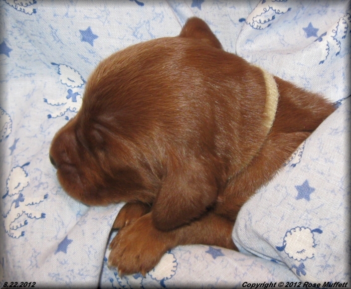 Ginger's Puppies