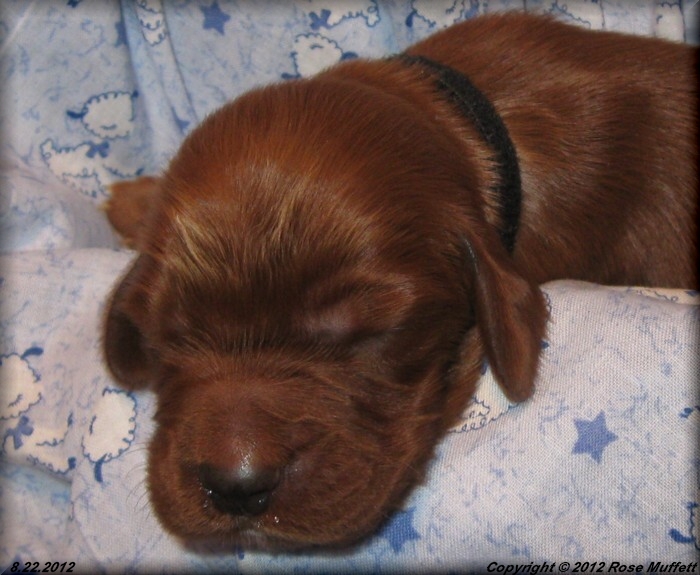 Ginger's Puppies