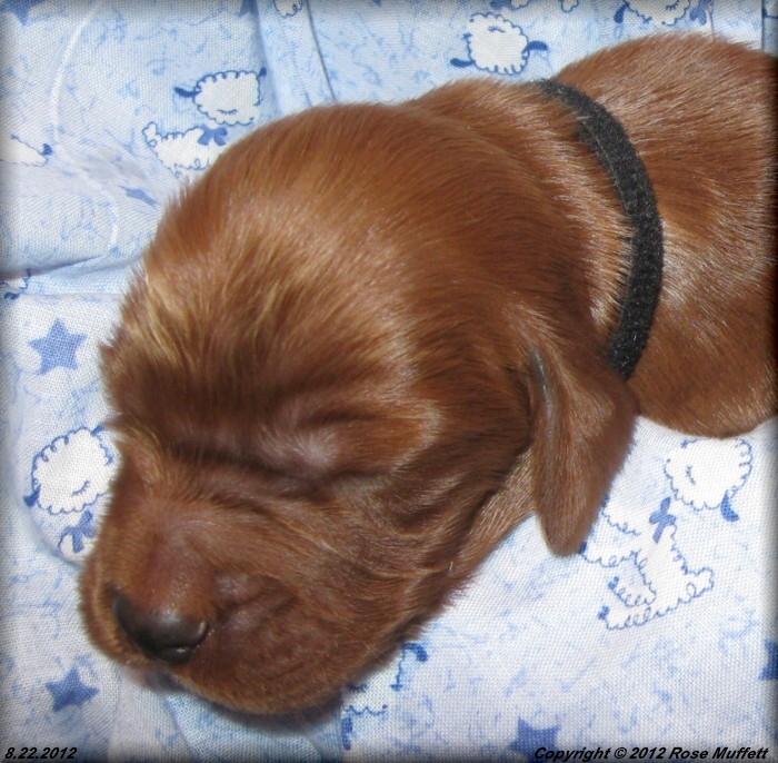 Ginger's Puppies