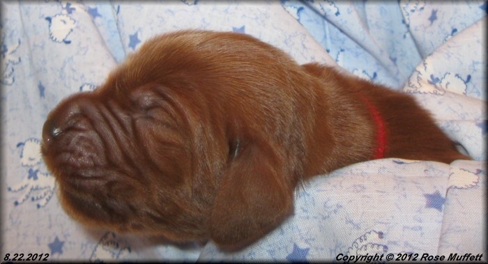 Ginger's Puppies