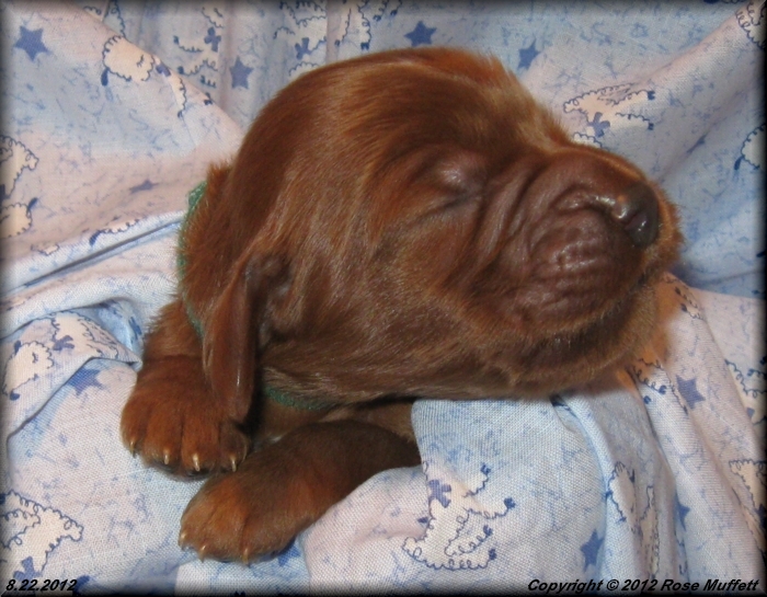 Ginger's Puppies