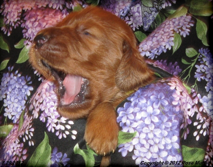 Ginger's Puppies
