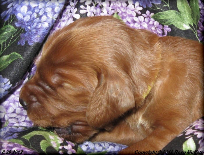 Ginger's Puppies