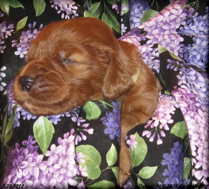 Ginger's Puppies